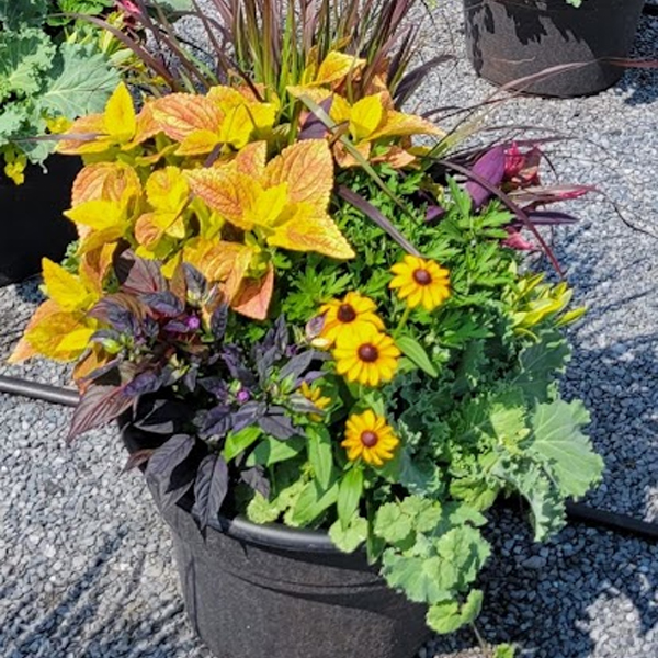 Fall Garden Combo Planter - 14-15 in