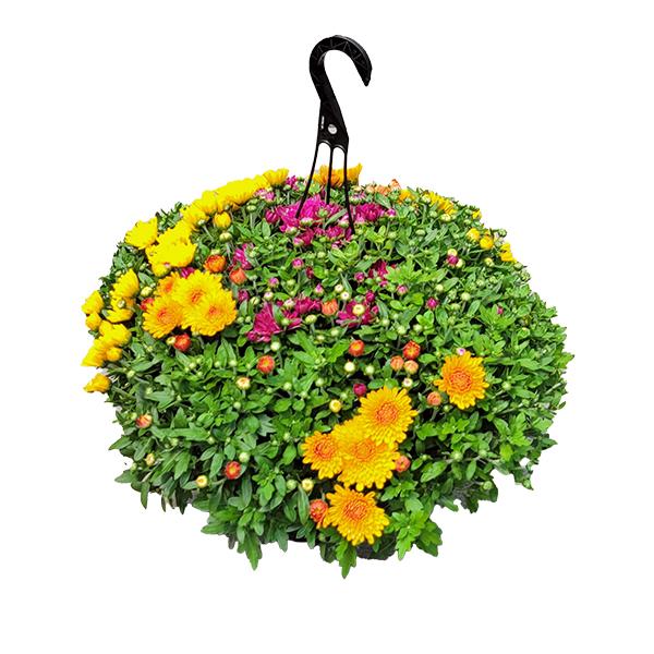 Fall Mum Hanging Basket (Assorted) - 10 in