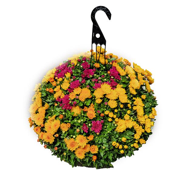 Fall Mum Hanging Basket (Assorted) - 12 in