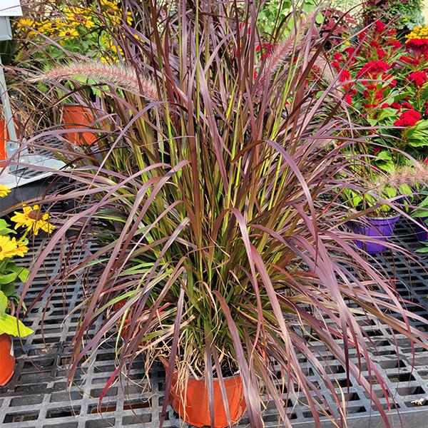 Fall Annual Grasses 9in/2gal