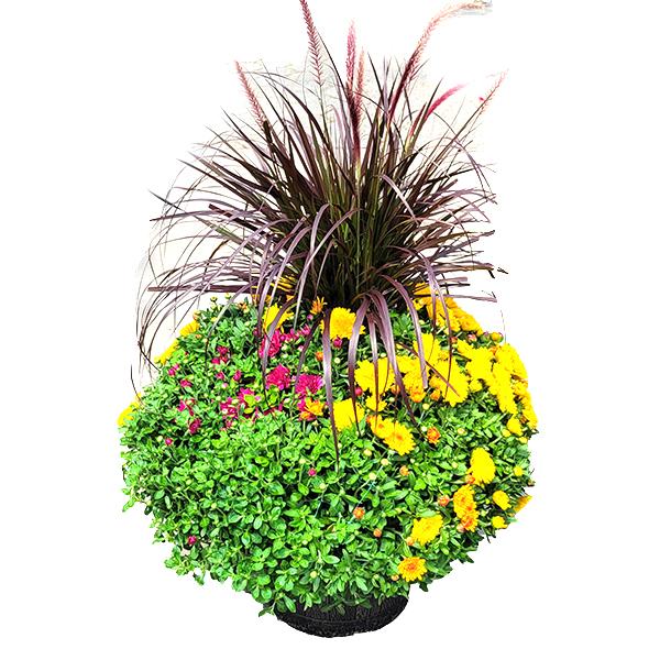 Fall Mum in Deco Pot with Rubrum Grass - 16 in