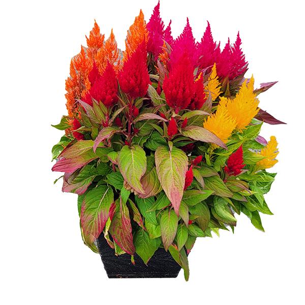 Colorful Fall Celosia in Deco Square Pot - 10 in