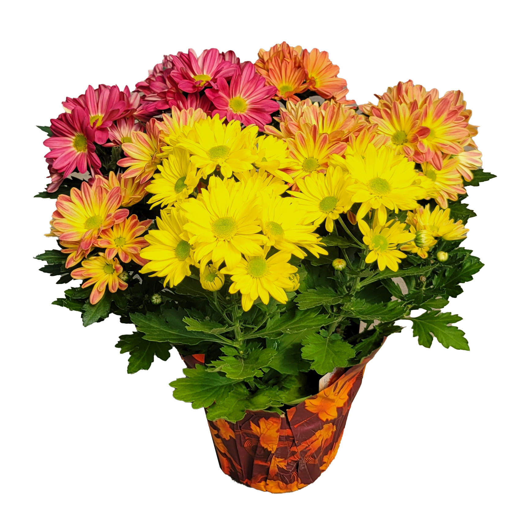 Floral Mum Tricolor - 6 in