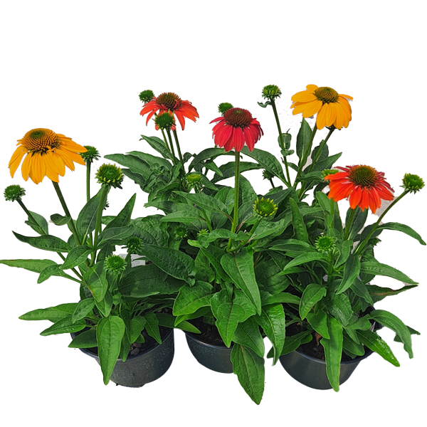 Echinacea Artisan Assorted Colors - 6 in