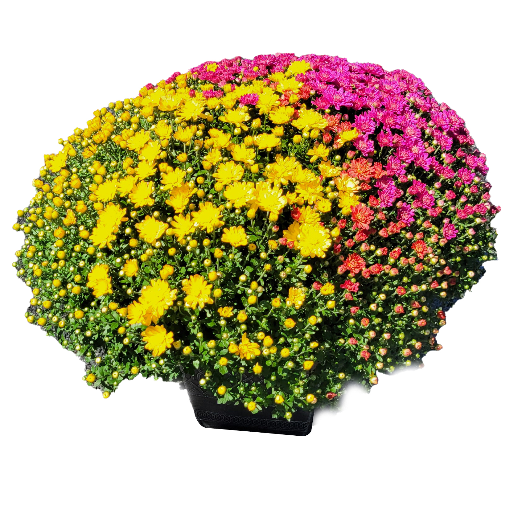 Fall Mum Multicolor Sq 10in