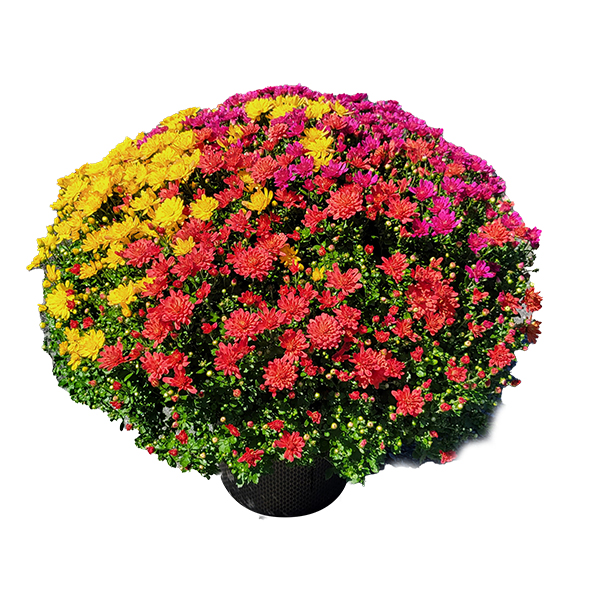 Fall Tricolor Mum - 11 in