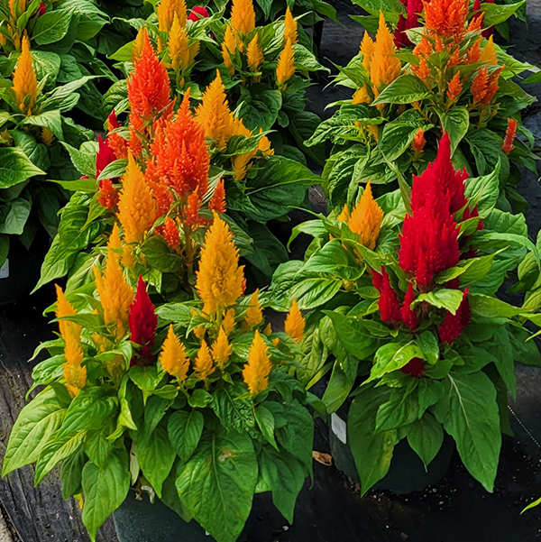 Jumbo Pot Celosia Assorted Colors - 9 in