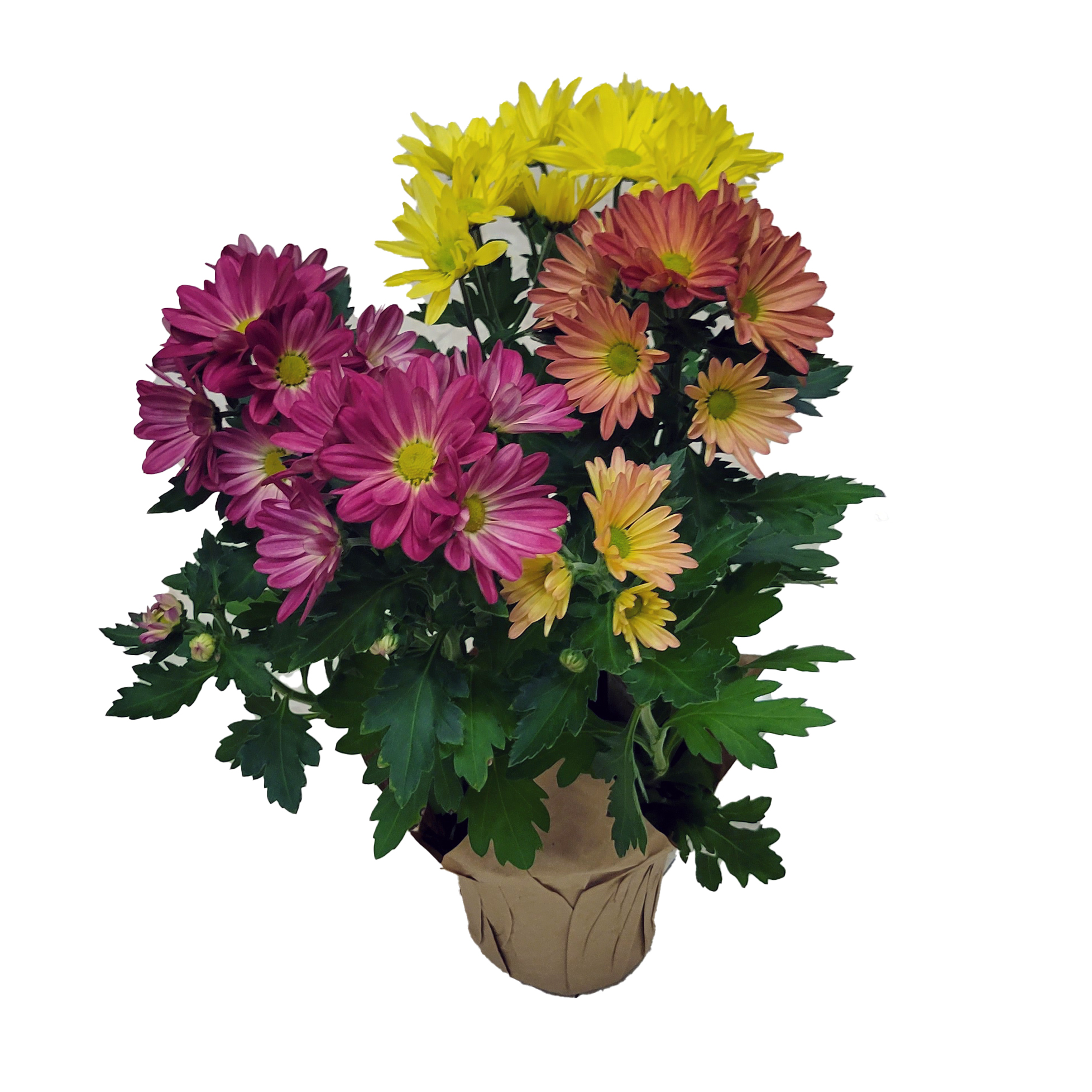 Floral Mum Tricolor 4.5in