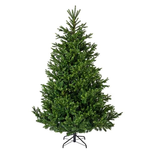 Nordmann Fir 5ft