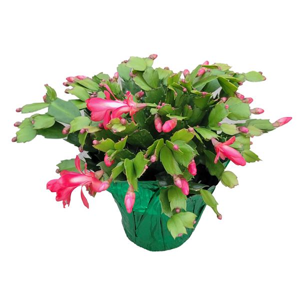 Zygo Christmas Cactus - 6 in