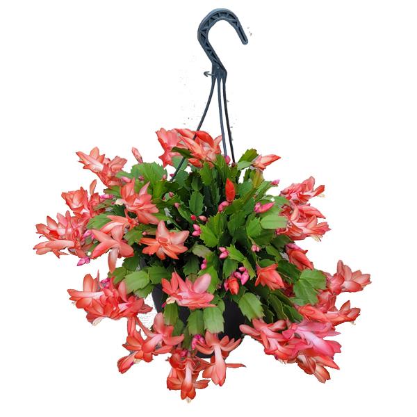 Zygo Christmas Cactus Hanging Basket - 8 in.