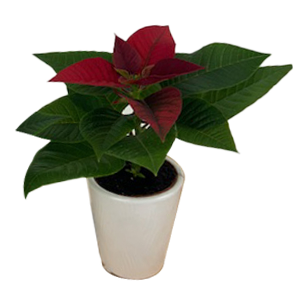 Poinsettia in Self Watering White Ceramic Pot 2 inch