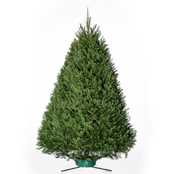 Fresh Cut Douglas Fir Tree 4-5 ft