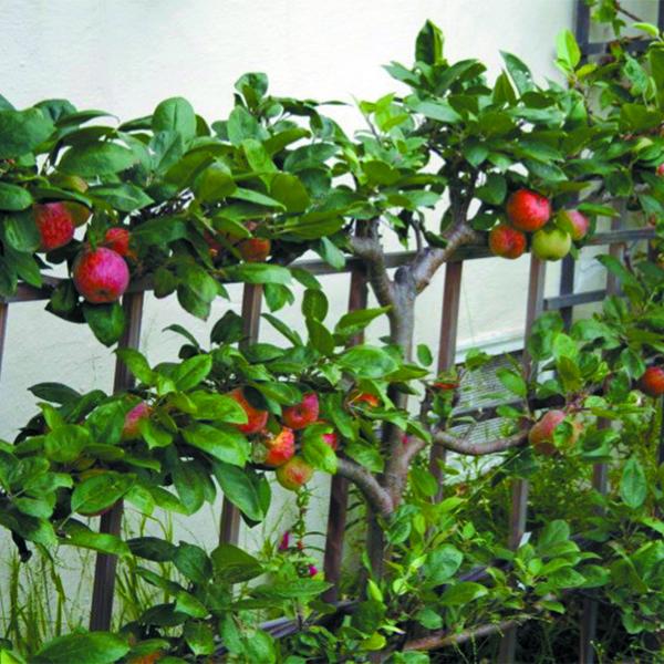 Pear, Espalier European Three Tier--15 gallon