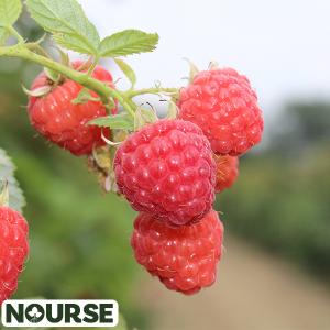 Raspberry Red Encore