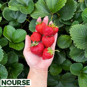 Strawberry Albion Everbearing