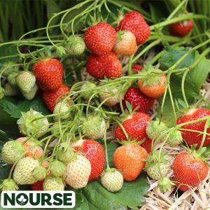 Strawberry Jewel Junebearing