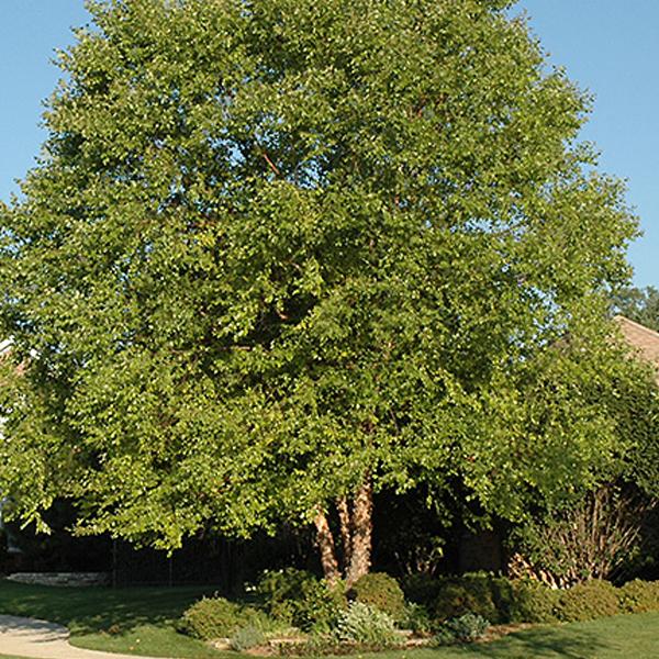 Clump River Birch, Dura Heat--7 gallon