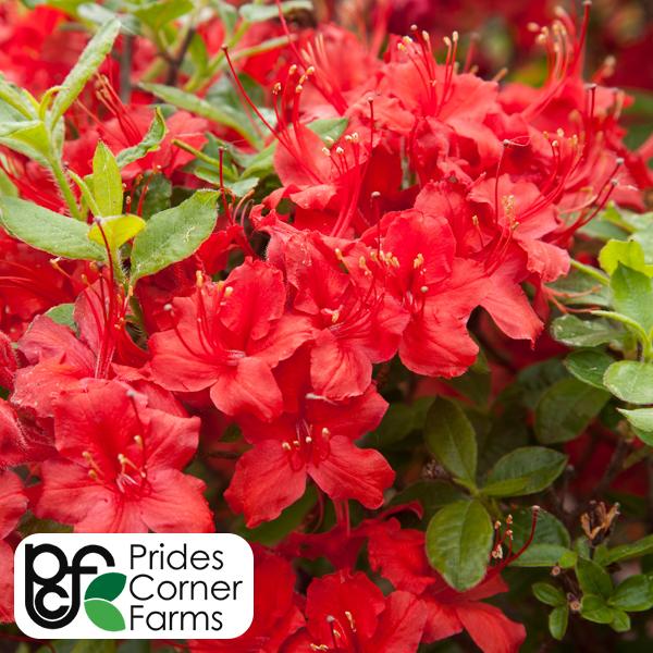 Azalea Exbury Electric Light Red - 2c
