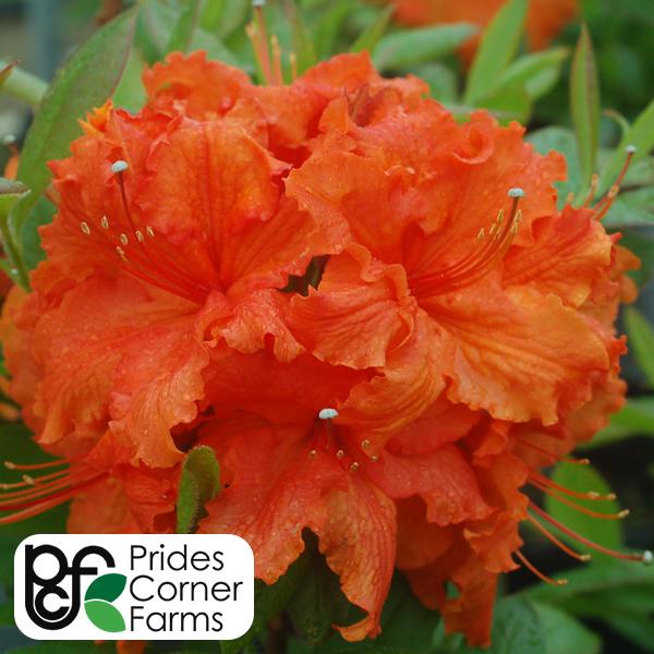 Azalea Exbury Gibralter - 2c