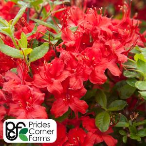 Azalea Exbury Electric Light Red - 2c