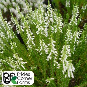 Heather Maires - 1c