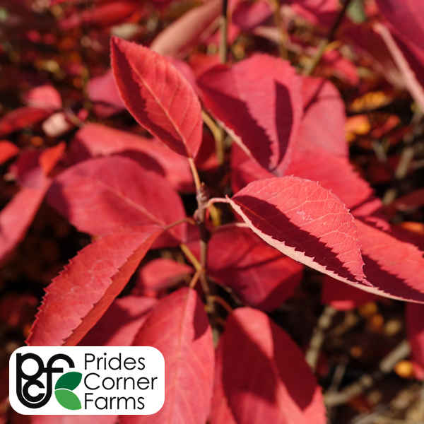 Serviceberry, Autumn Brilliance Clp--7 gallon