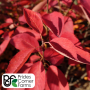 Serviceberry, Autumn Brilliance Clp--7 gallon