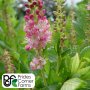 Summersweet Ruby Spice - 3c