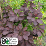 Smoke Tree Velveteeny - 3c