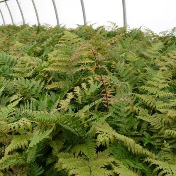 Fern Brillance - 1c