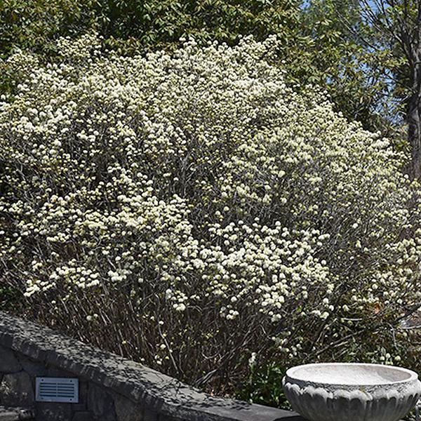 Fothergilla Dwarf - 3c