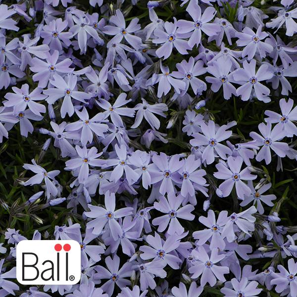 Phlox Emerald Blue - 1q
