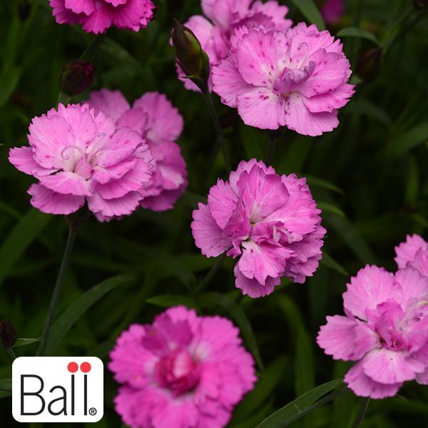 Dianthus Pink Pompom - 1Q