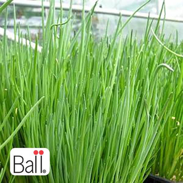 Chives - 3.5in