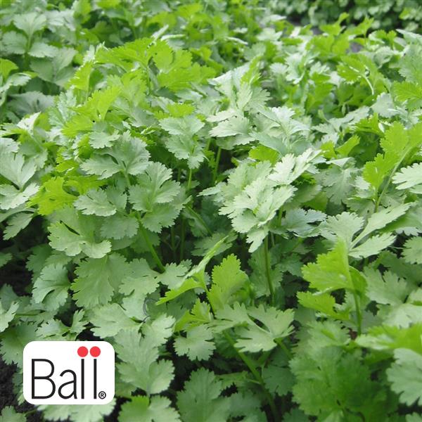 Cilantro - 3.5in