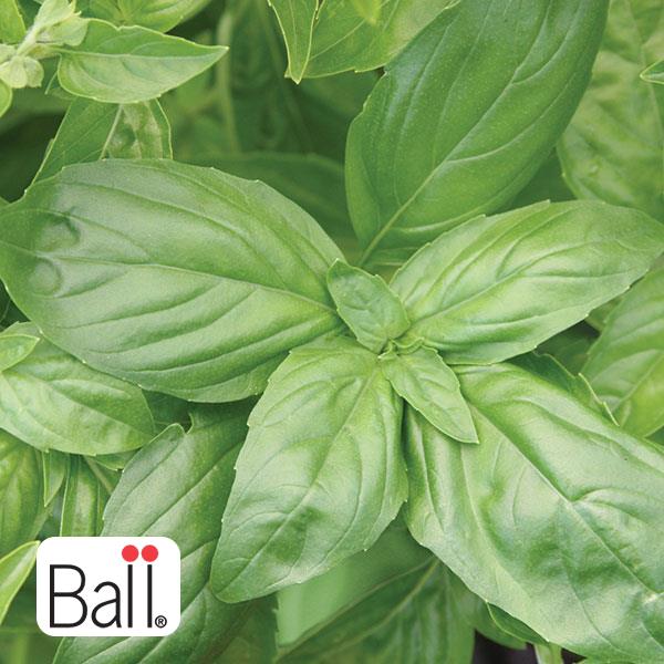 Basil (Italian) - 3.5in