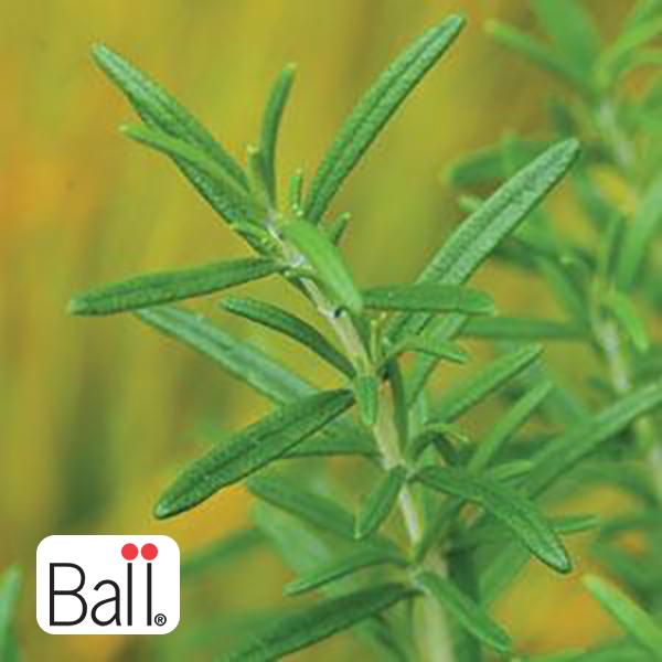 Rosemary - 3.5in