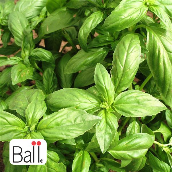 Basil (Sweet) - 3.5in