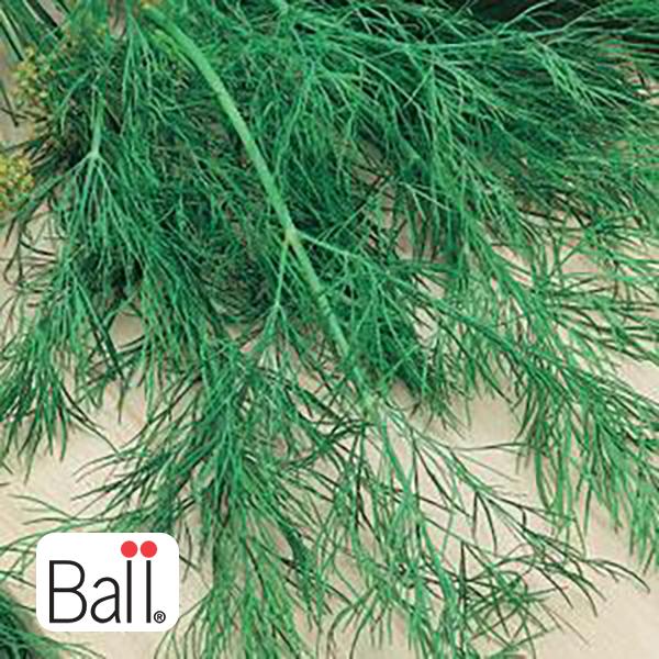 Dill - 6 in