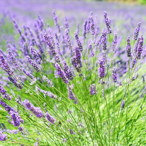 Lavender - 6 in