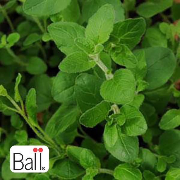 Oregano - 6 in