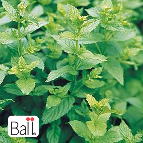 Peppermint - 6 in