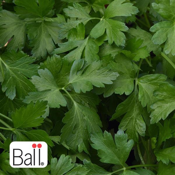 Parsley, Italian - 6 in
