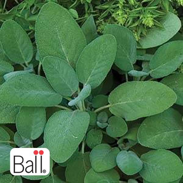 Sage - 6 in