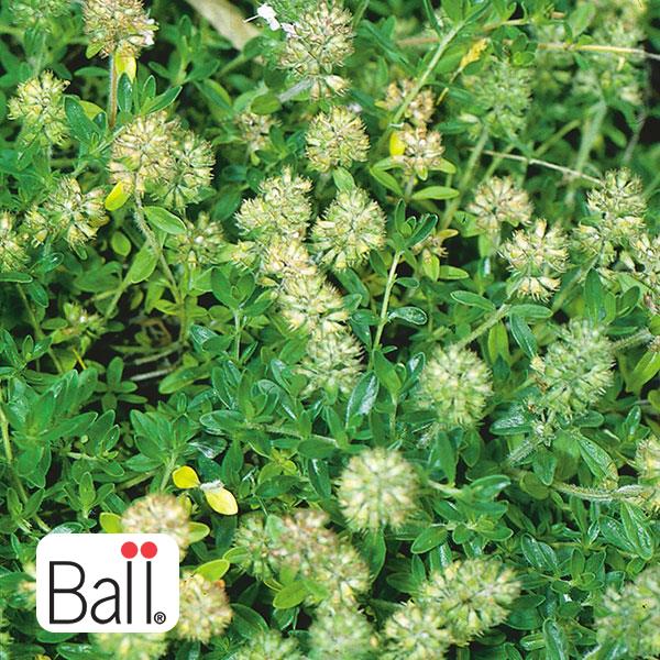 English Thyme - 6 in
