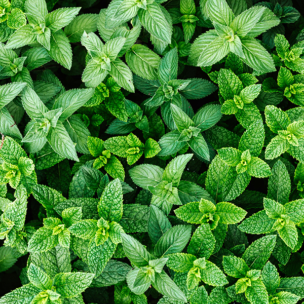 Spearmint - 6 in