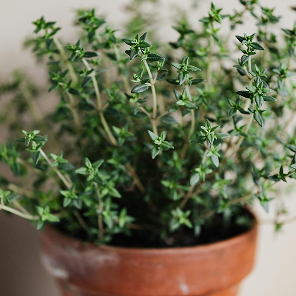 Thyme - 3.5in