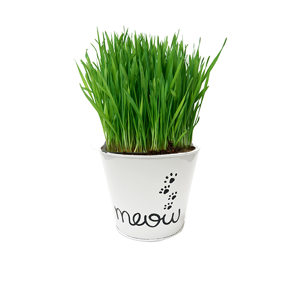 Catnip / Catgrass Grow Kit