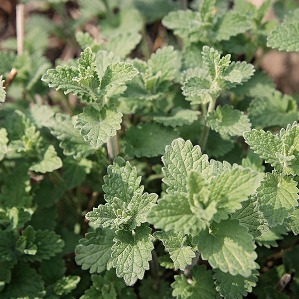 Catnip - 3.5in